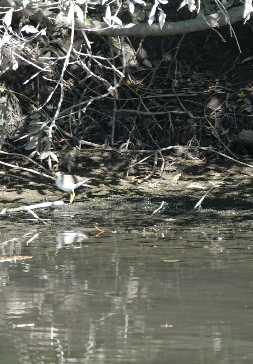 Spotted Sandpiper - ML641068860