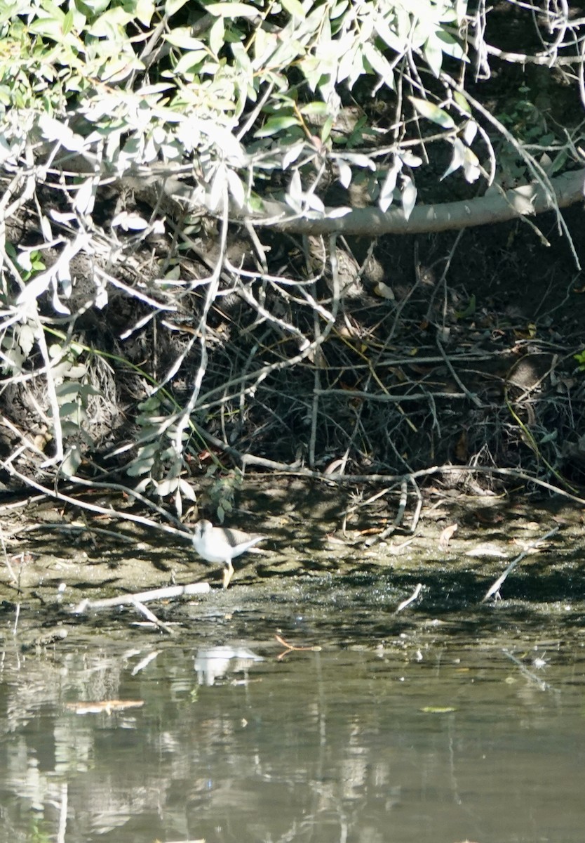 Spotted Sandpiper - ML641068861