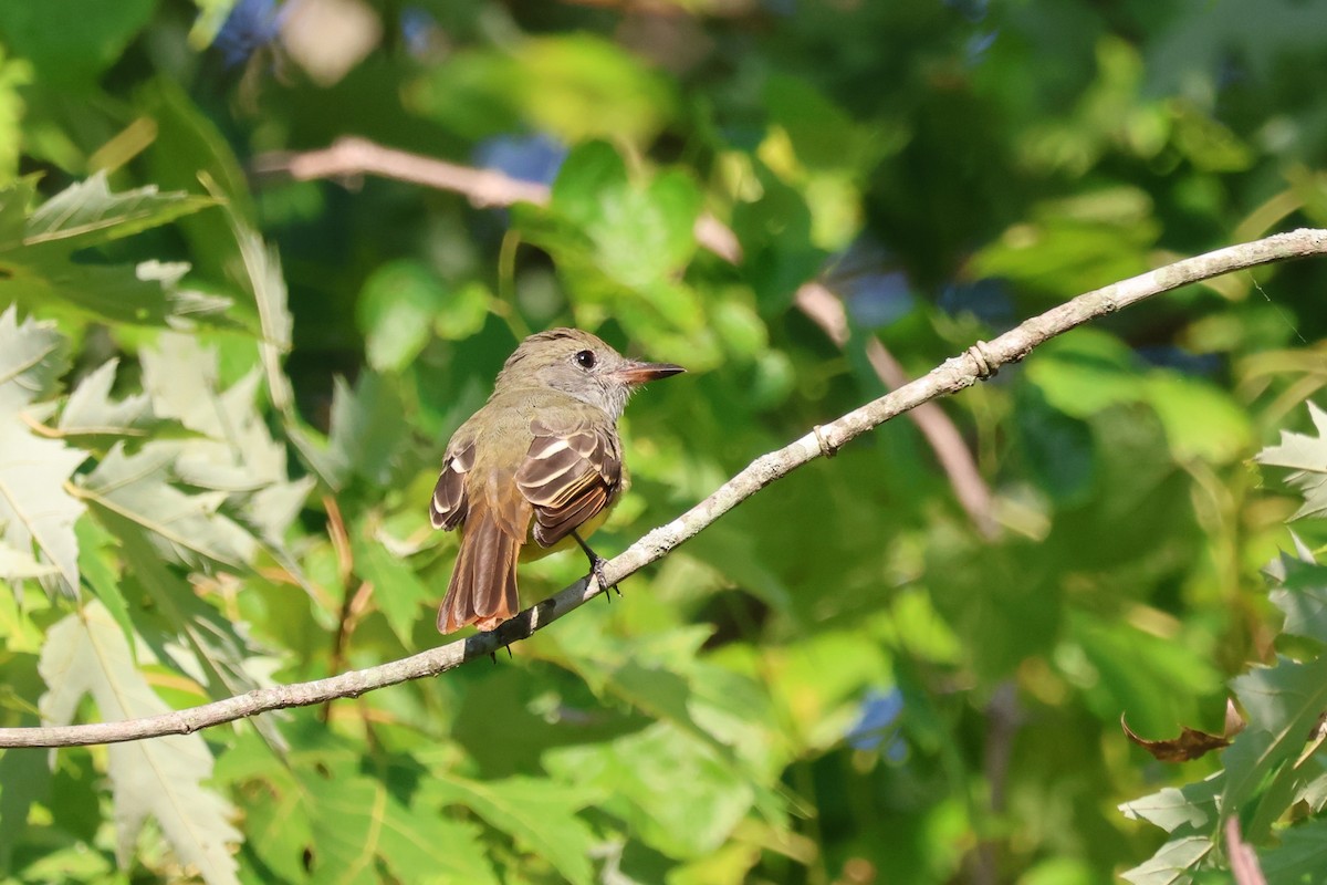 Great Crested Flycatcher - ML641068865