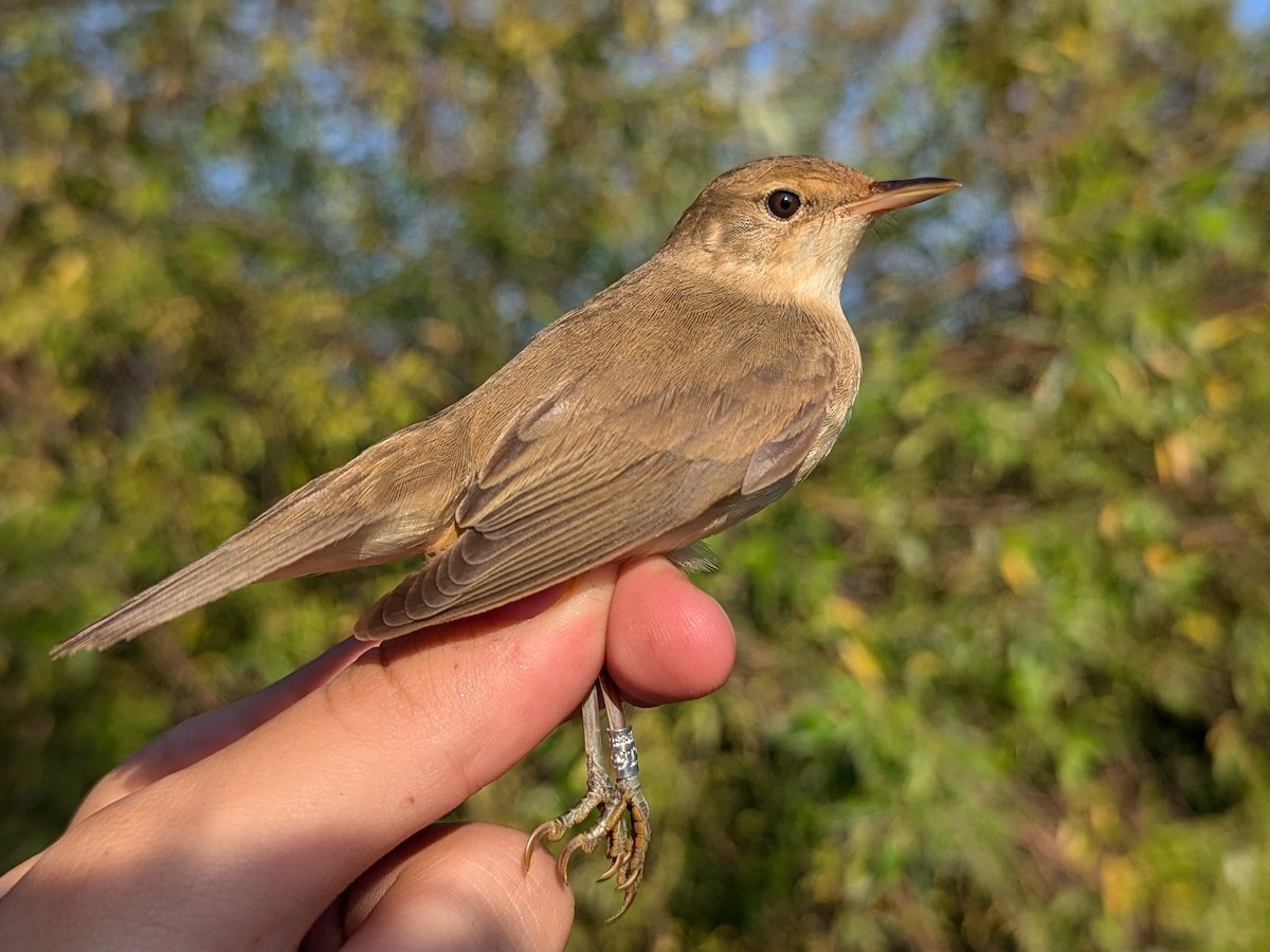 Marsh Warbler - ML641068869