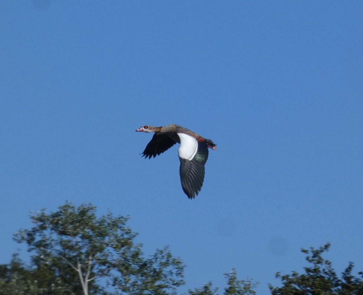 Egyptian Goose - ML641068870