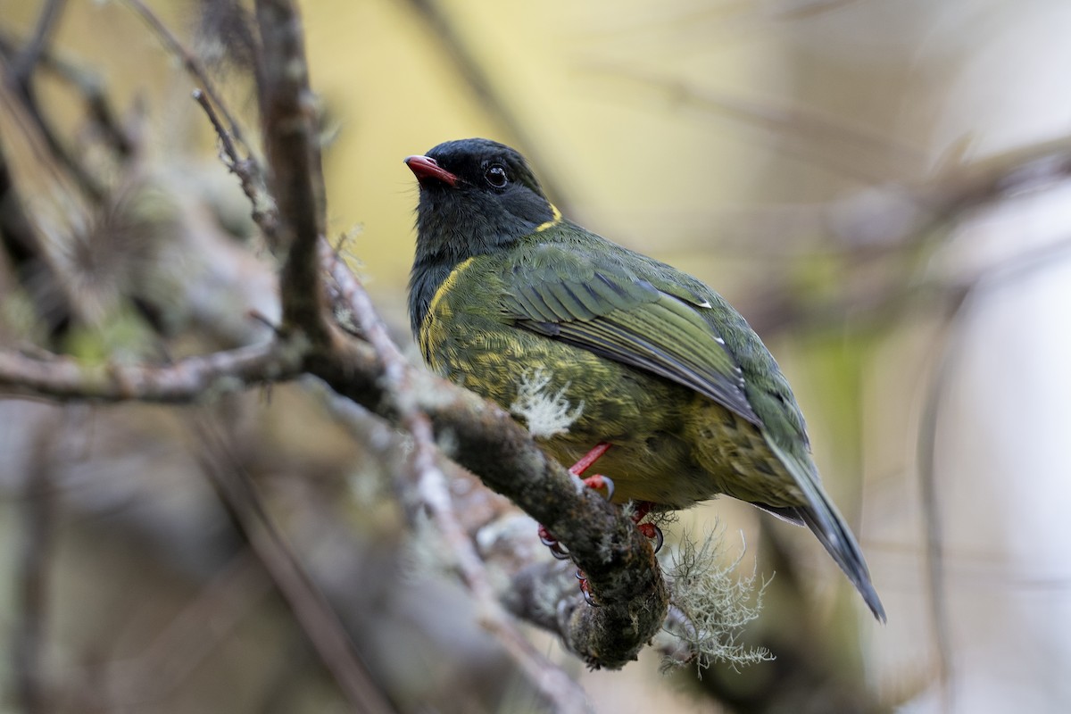 Cotinga vert et noir - ML641068875