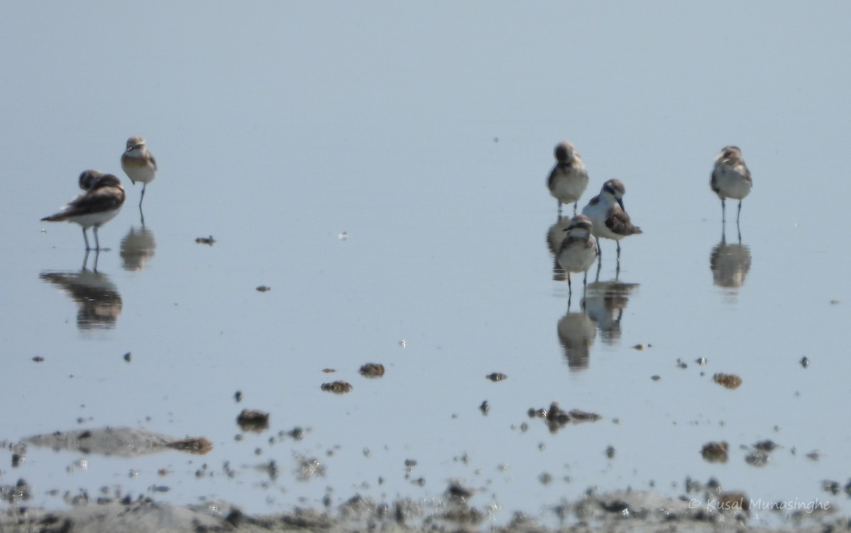 Tibetan Sand-Plover - ML641068876