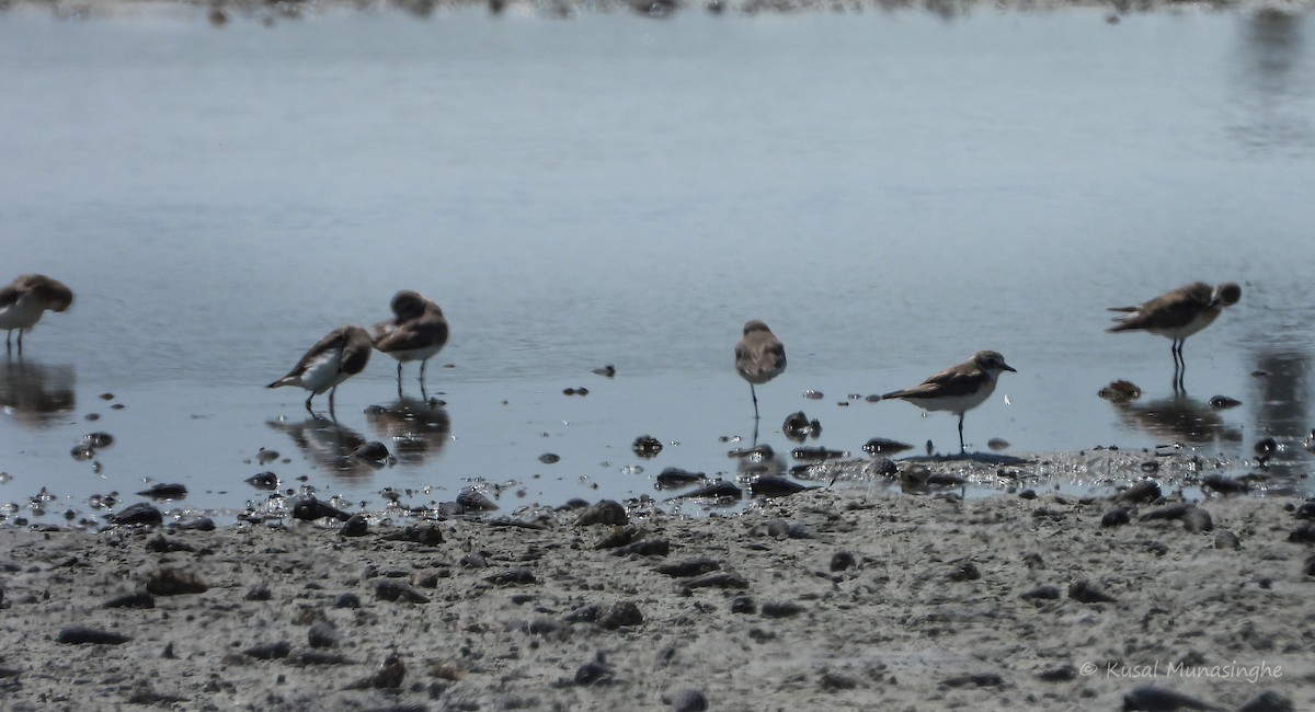 Tibetan Sand-Plover - ML641068877