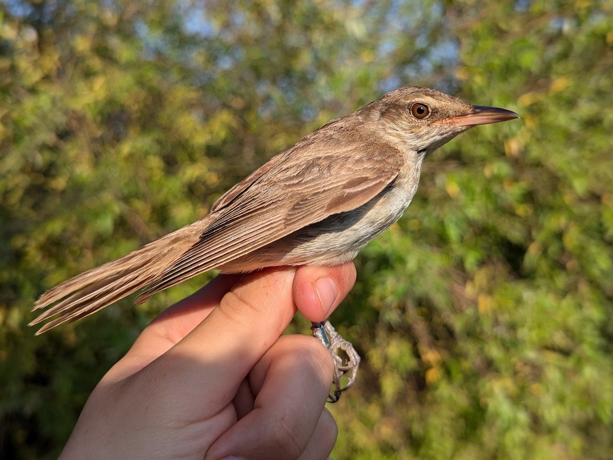 Great Reed Warbler - ML641068891
