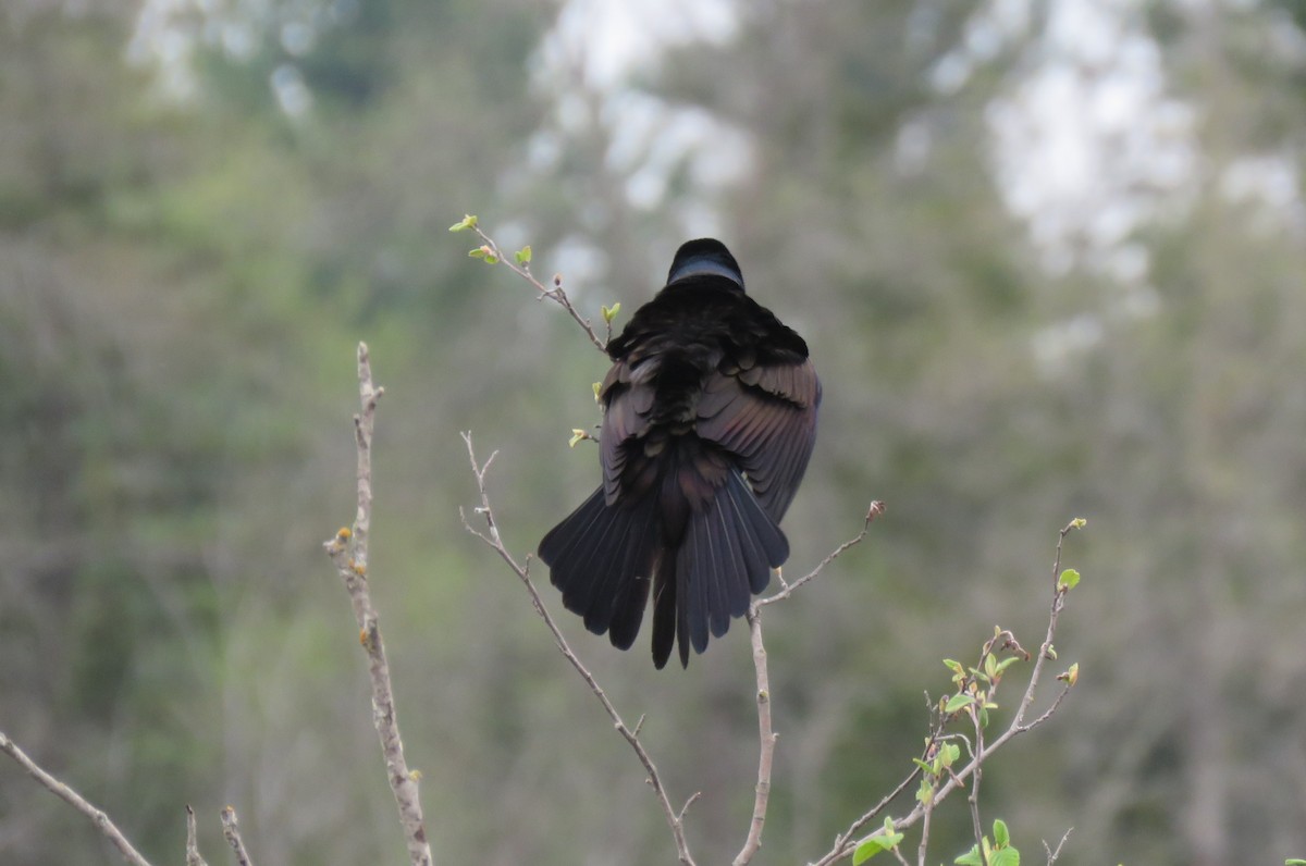 Common Grackle - ML641068892