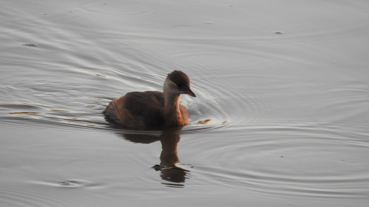 Little Grebe - ML641068896