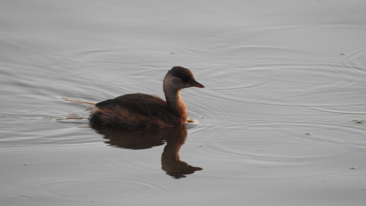 Little Grebe - ML641068897