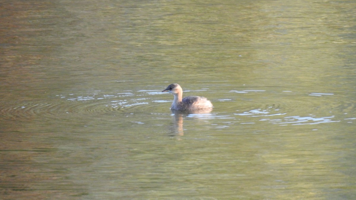 Little Grebe - ML641068898
