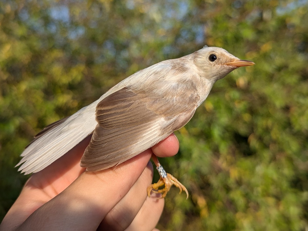 Common Reed Warbler - ML641068905
