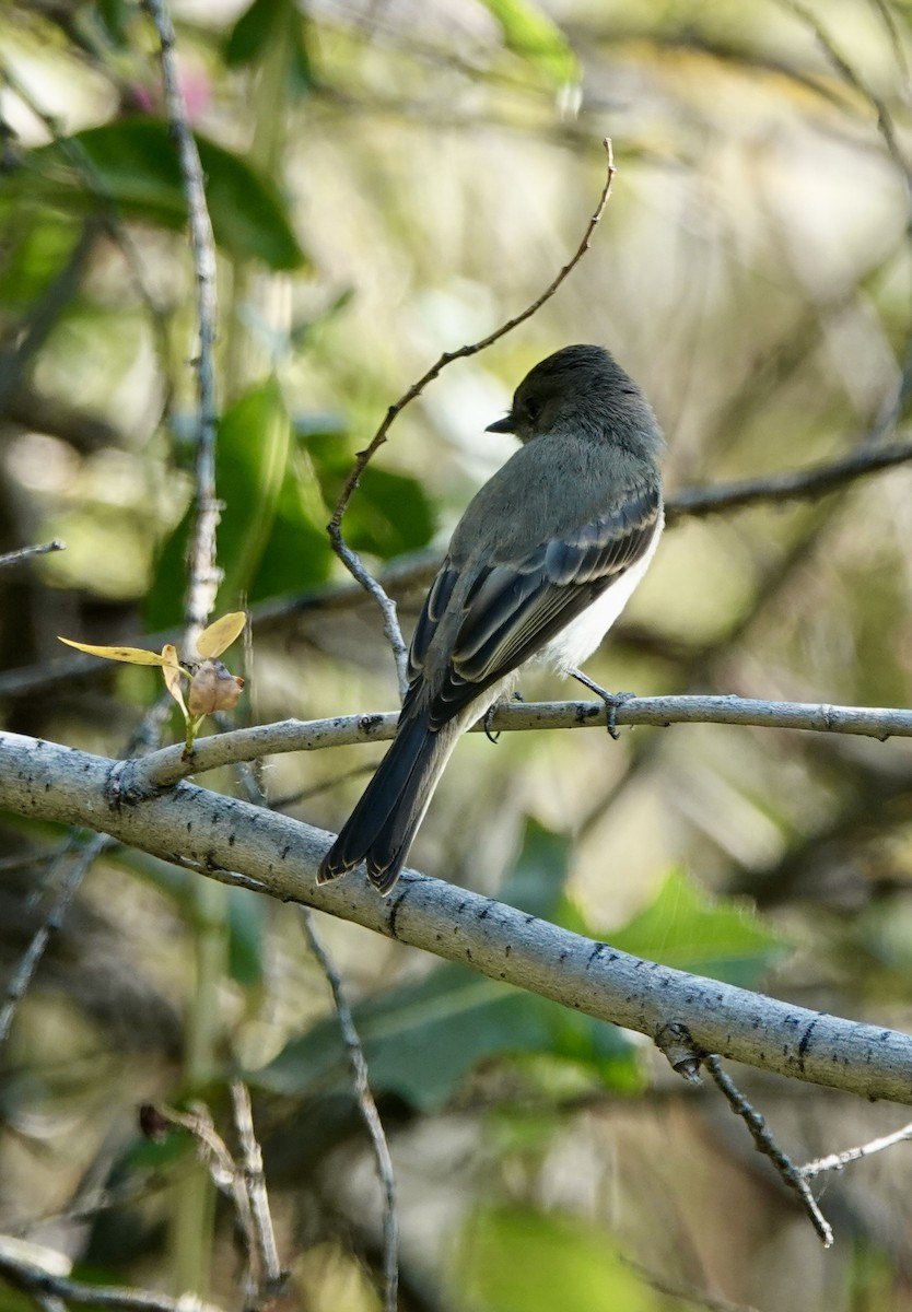 Eastern Phoebe - ML641068908