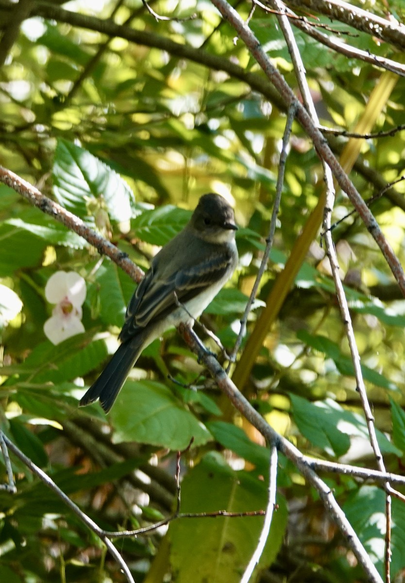 Eastern Phoebe - ML641068910