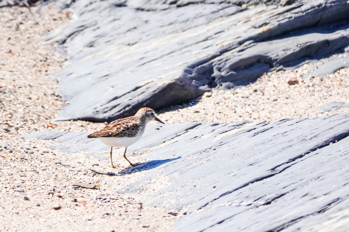 pygmésnipe - ML641068926