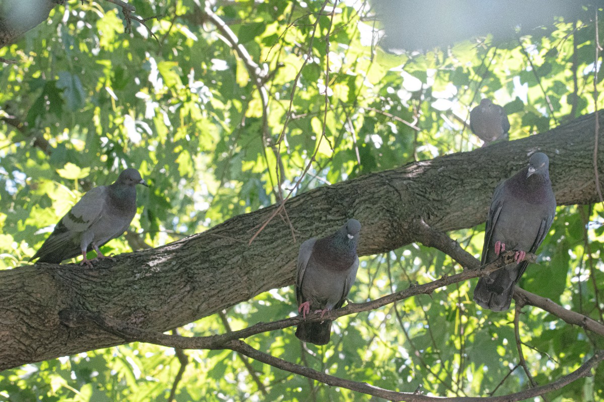Rock Pigeon (Feral Pigeon) - ML641068933