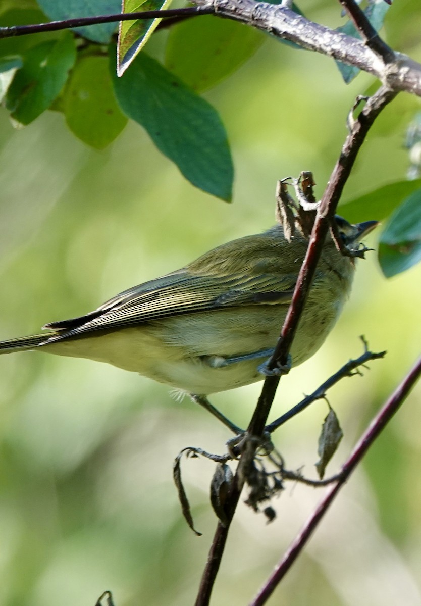 Philadelphia Vireo - ML641068935