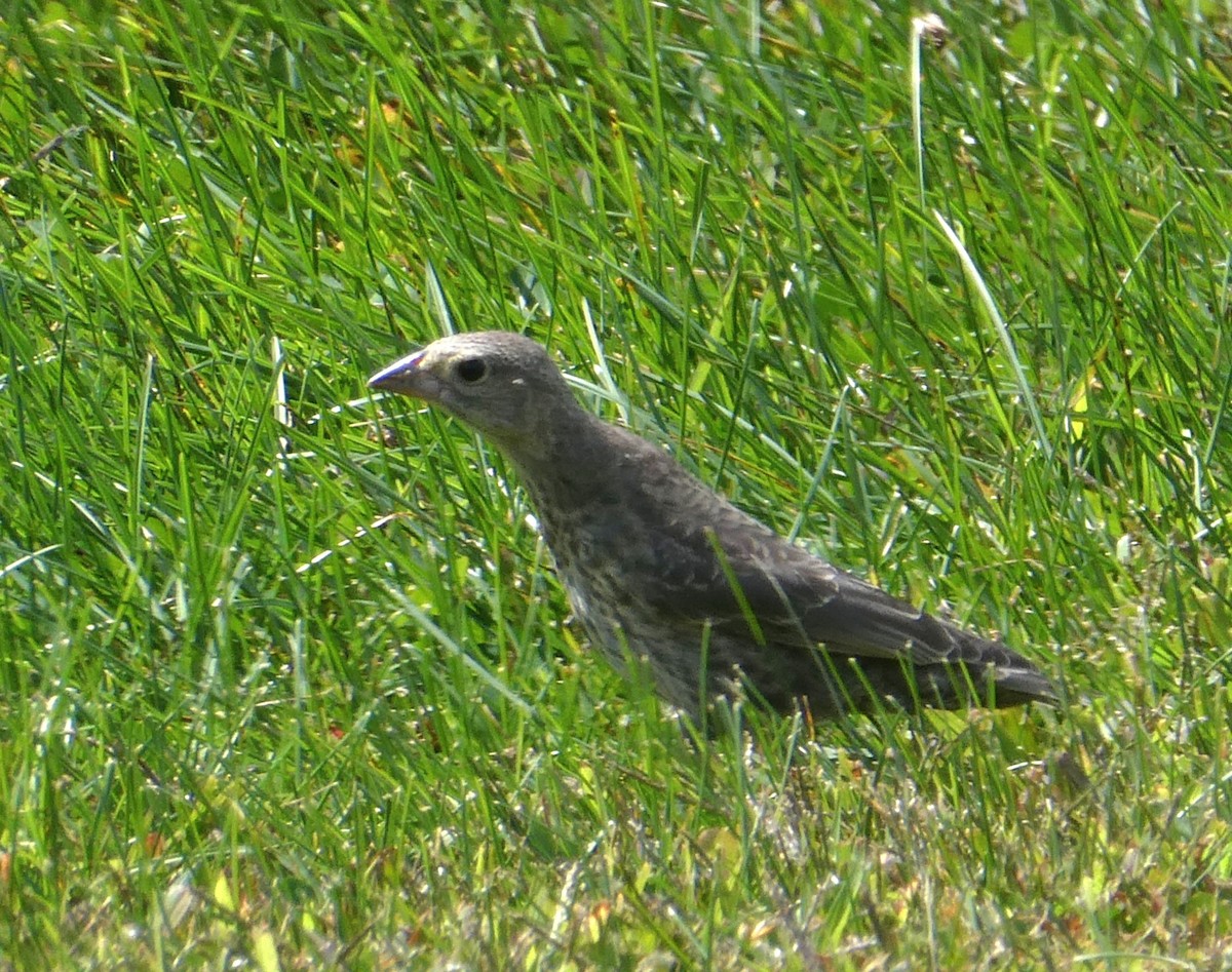 Brown-headed Cowbird - ML641068968