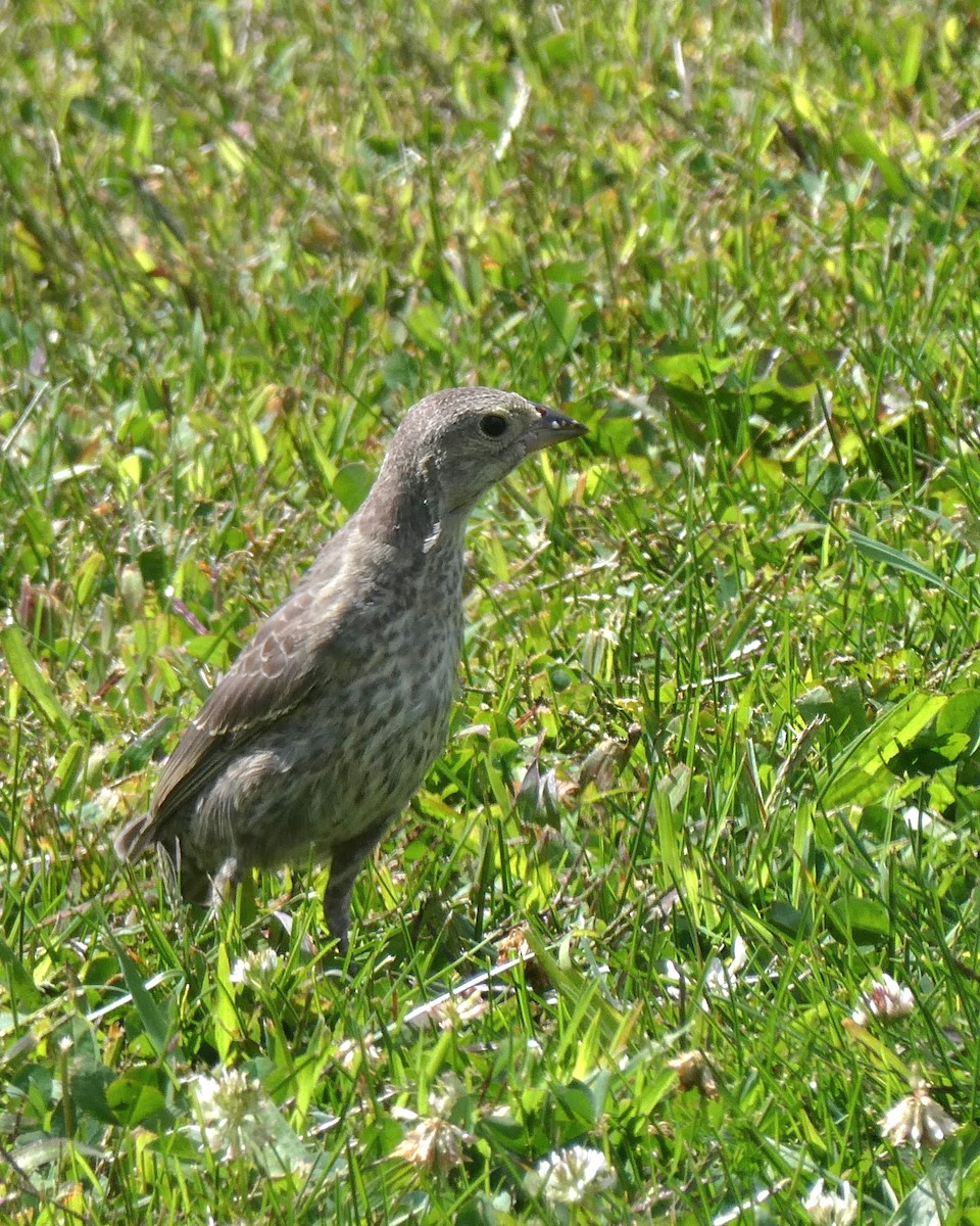 Brown-headed Cowbird - ML641068969