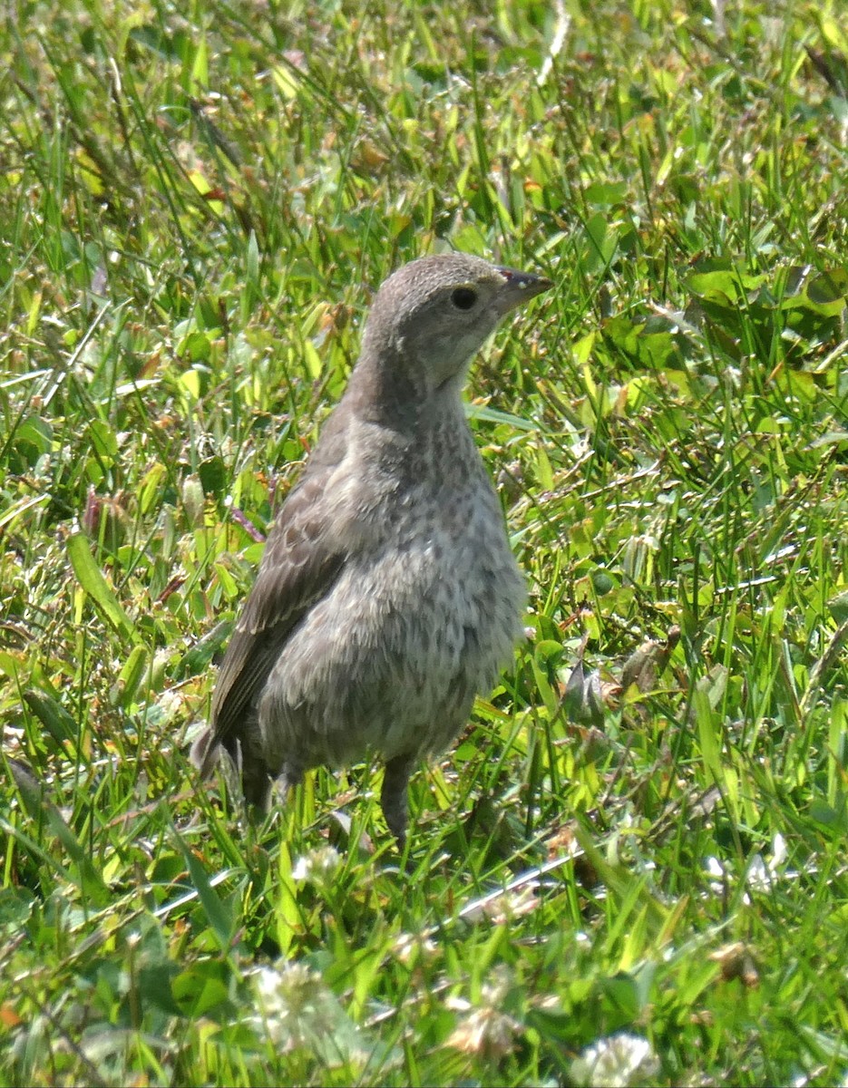Brown-headed Cowbird - ML641068970