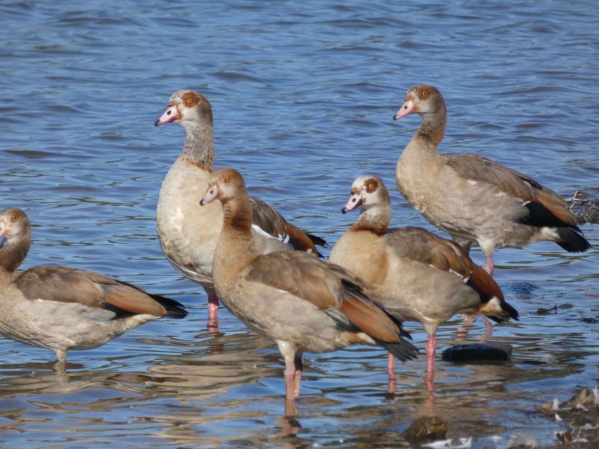 Egyptian Goose - ML641068993