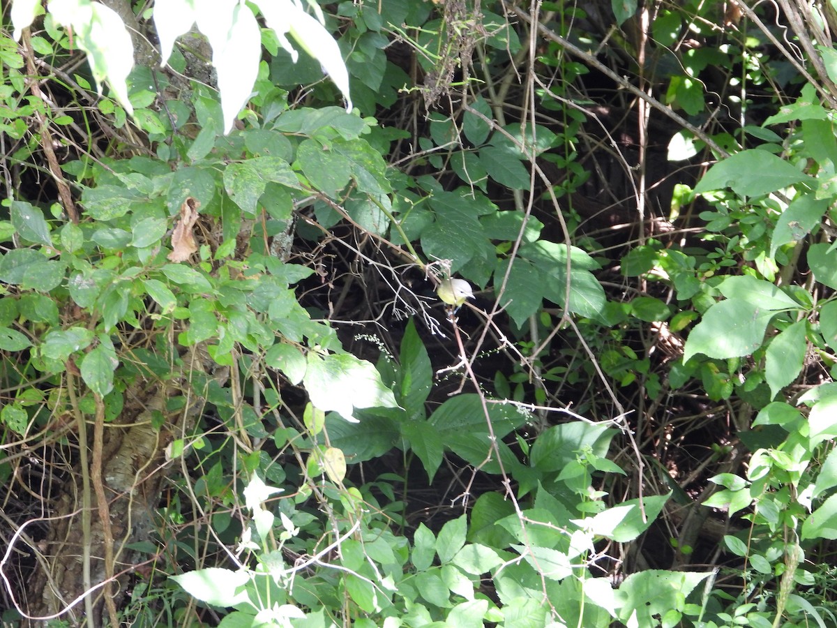 Philadelphia Vireo - ML641068995