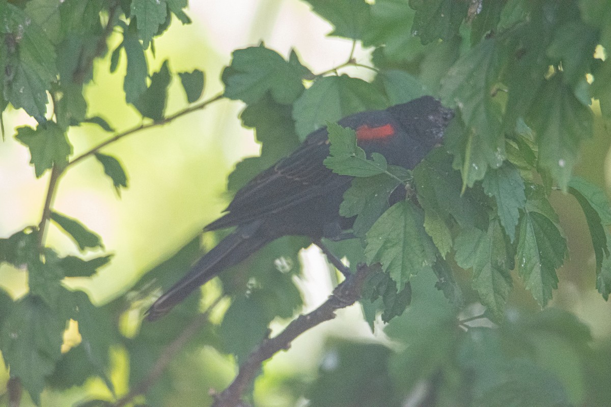 Red-winged Blackbird - ML641069003