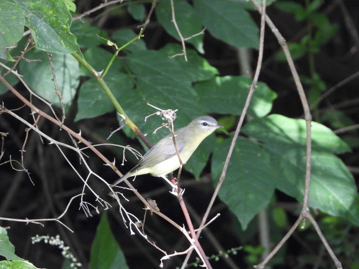 Philadelphia Vireo - ML641069004