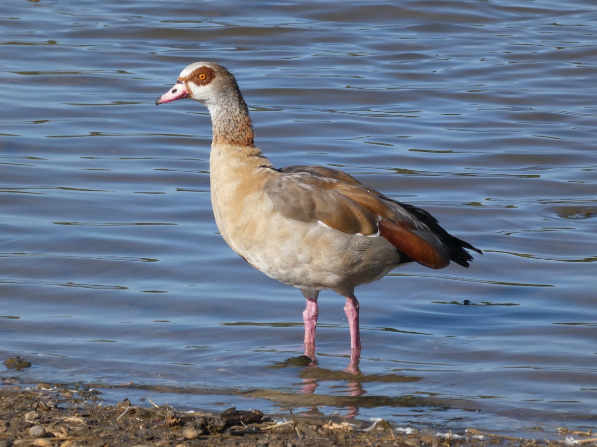 Egyptian Goose - ML641069006