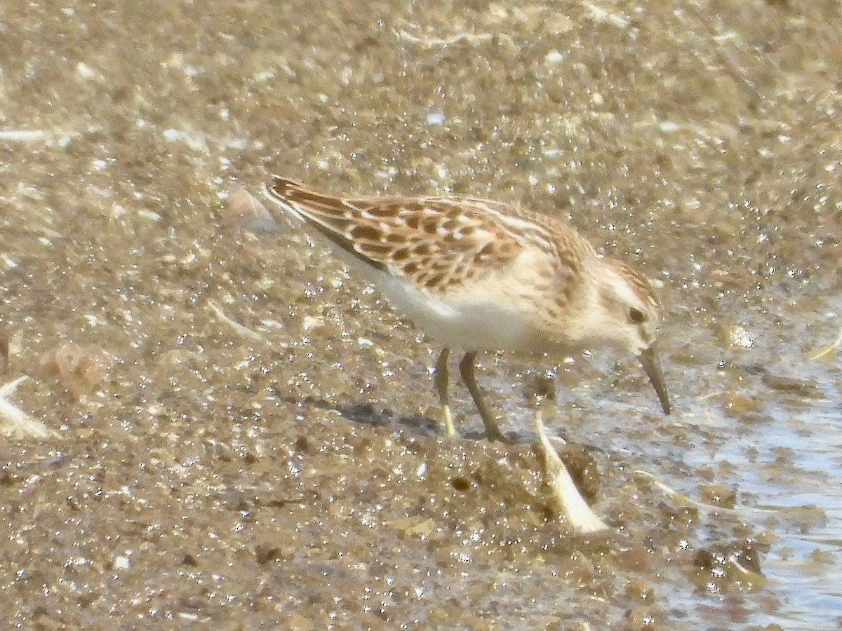 pygmésnipe - ML641069014