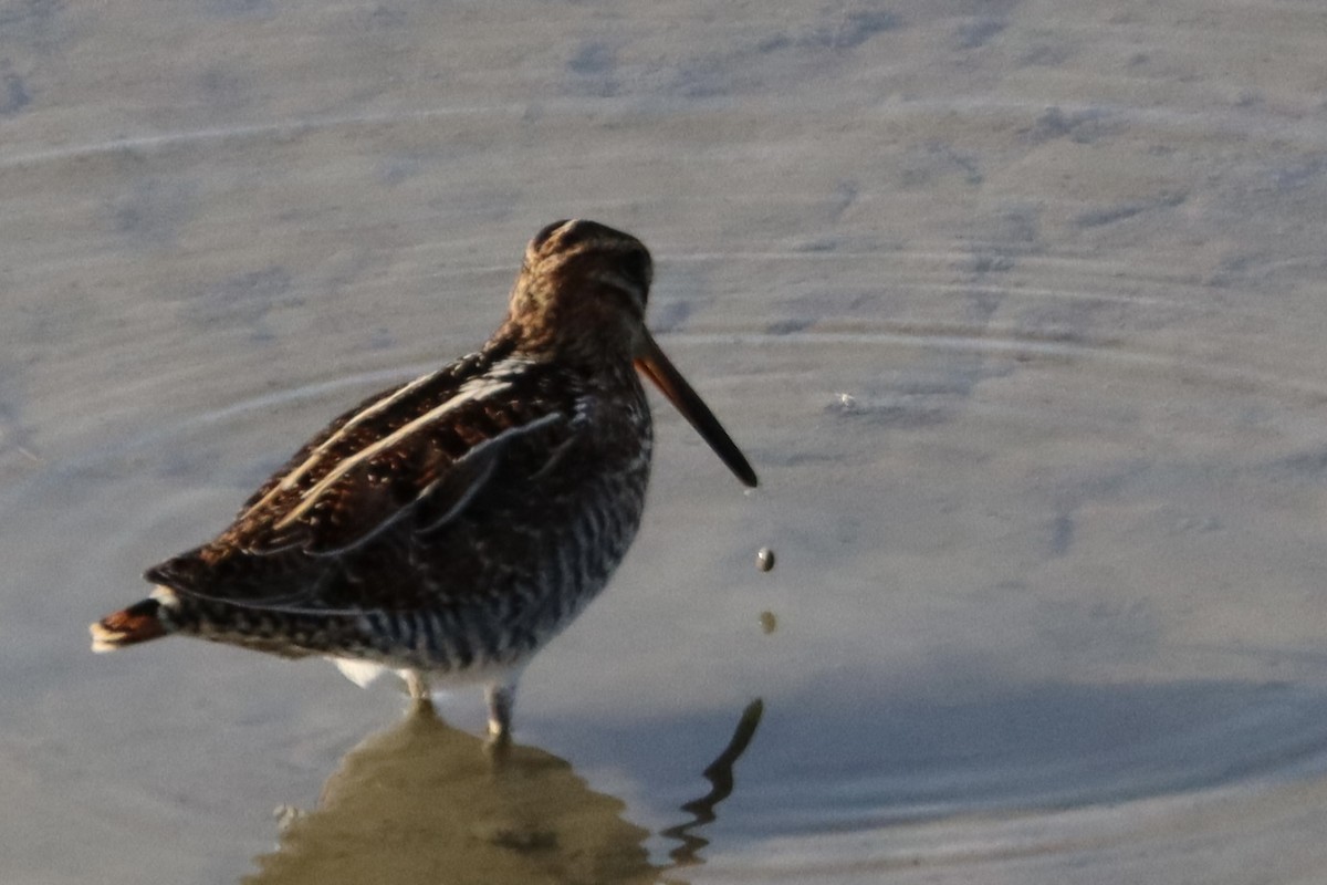 Wilson's Snipe - ML641069016