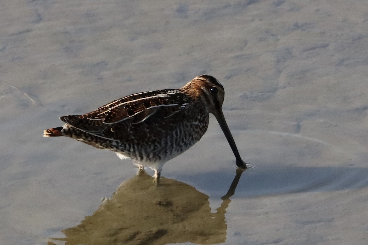 Wilson's Snipe - ML641069017