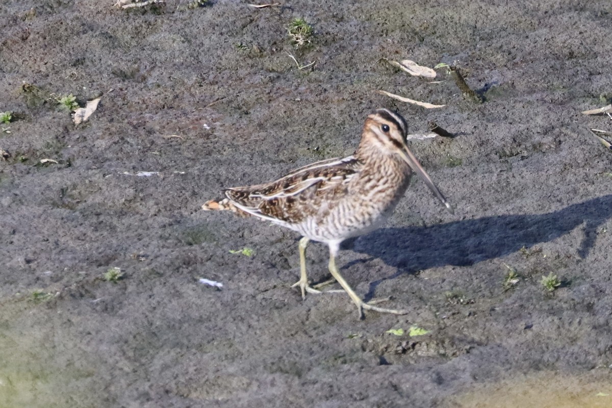 Wilson's Snipe - ML641069018