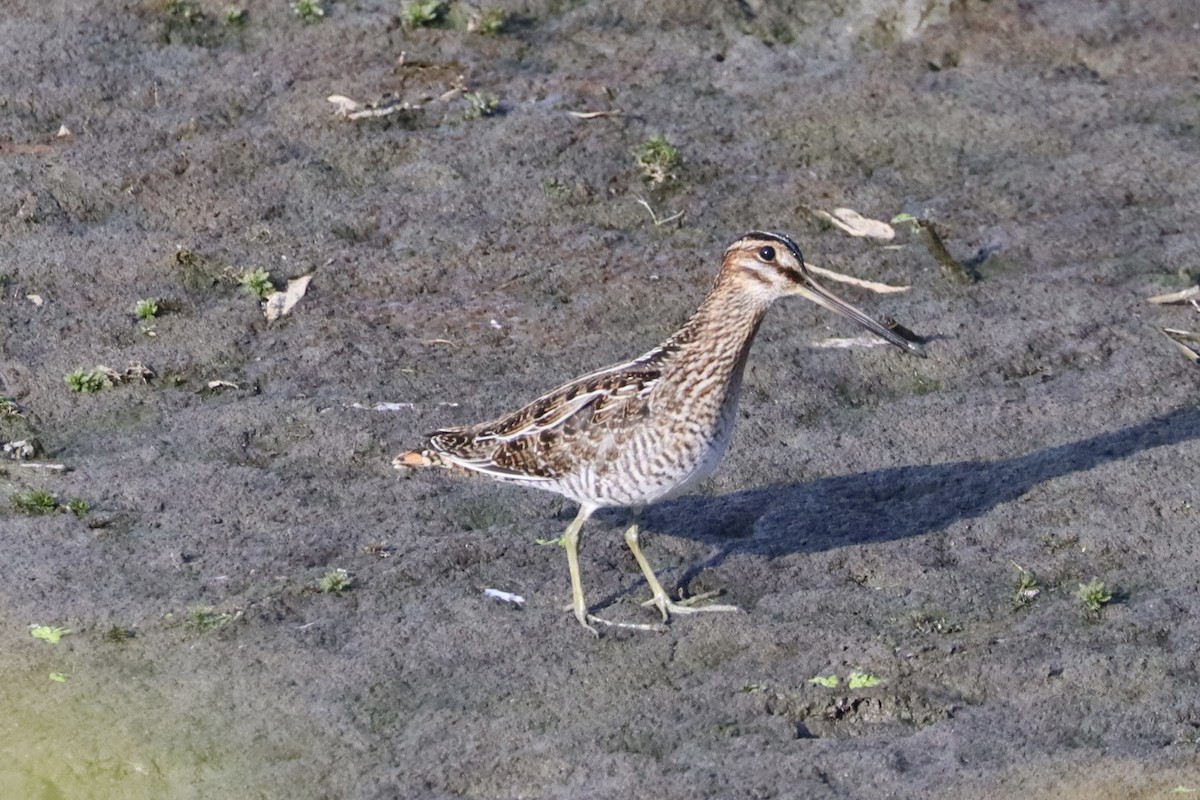 Wilson's Snipe - ML641069019