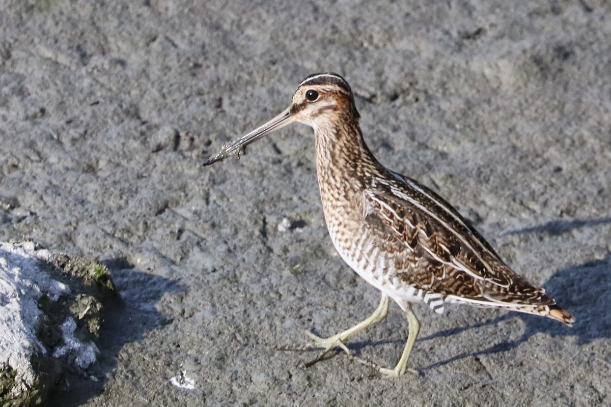 Wilson's Snipe - ML641069020