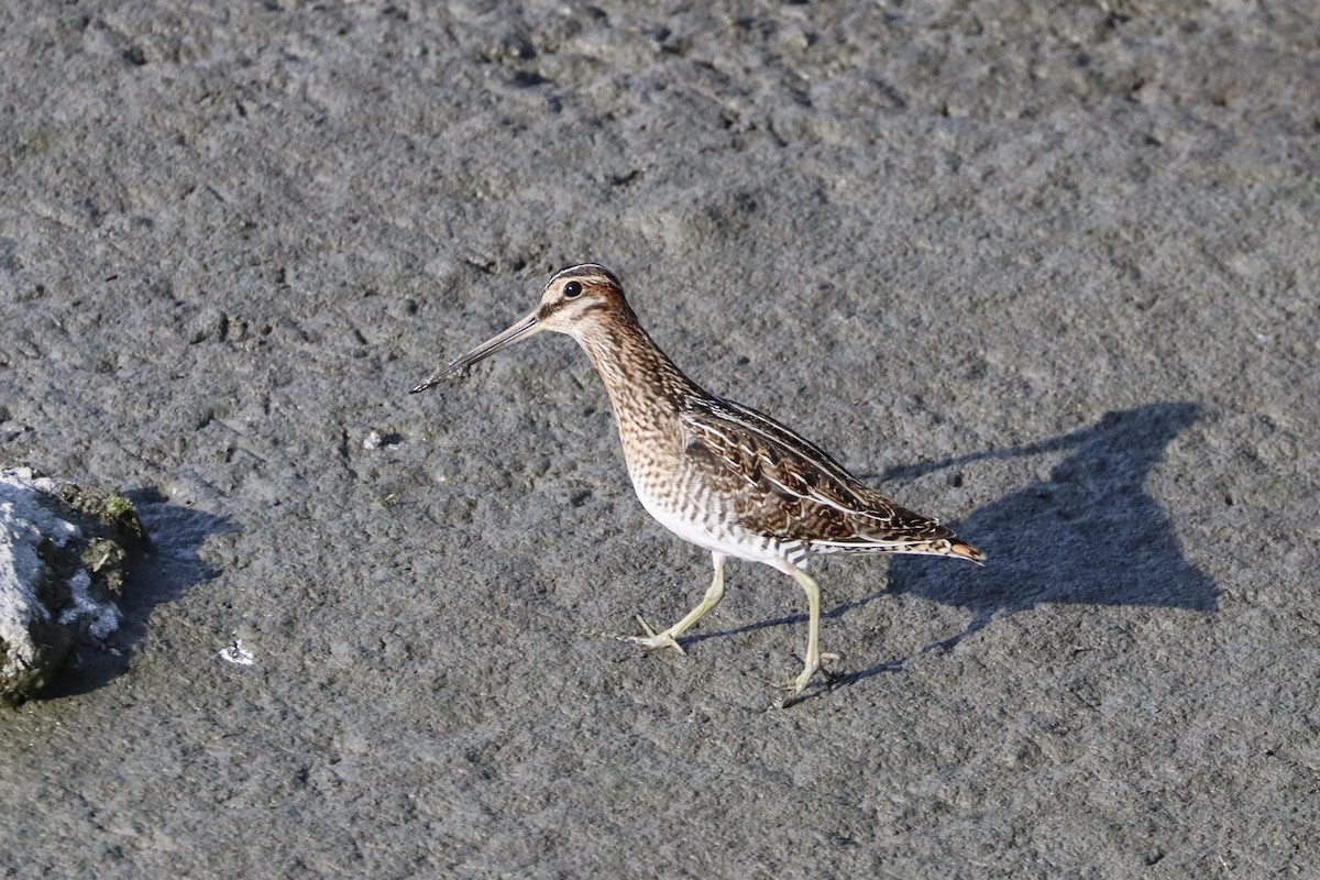 Wilson's Snipe - ML641069021