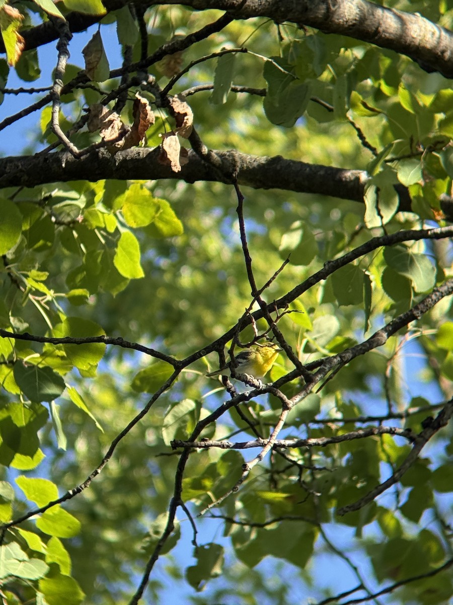 Yellow-throated Vireo - ML641069072