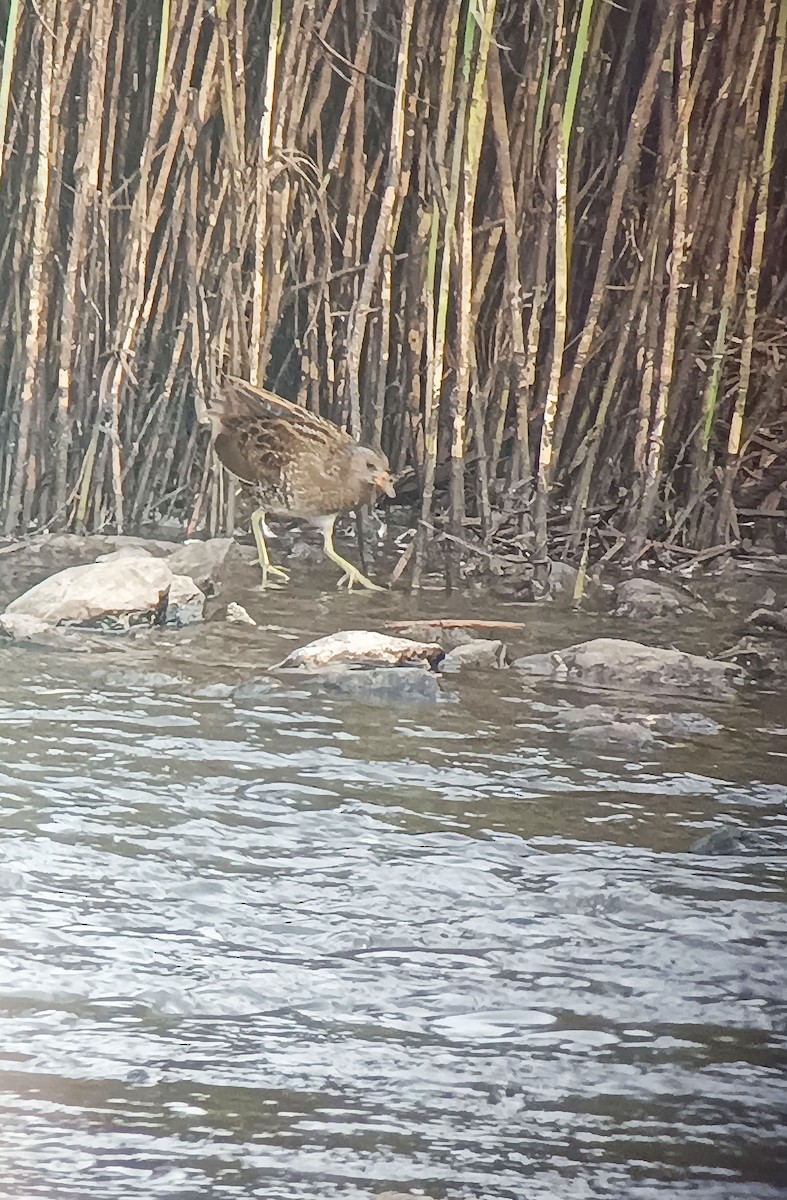 斑胸秧雞 - ML641069077