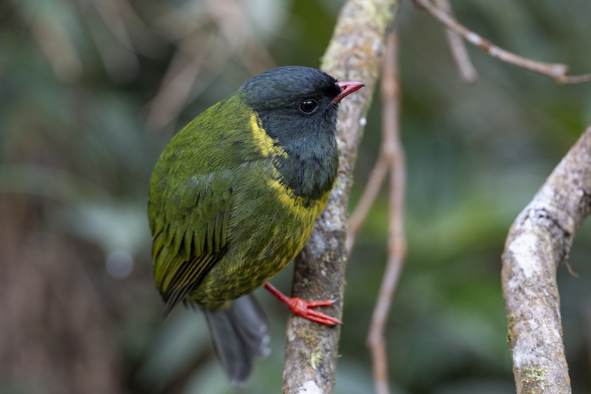 Cotinga vert et noir - ML641069086
