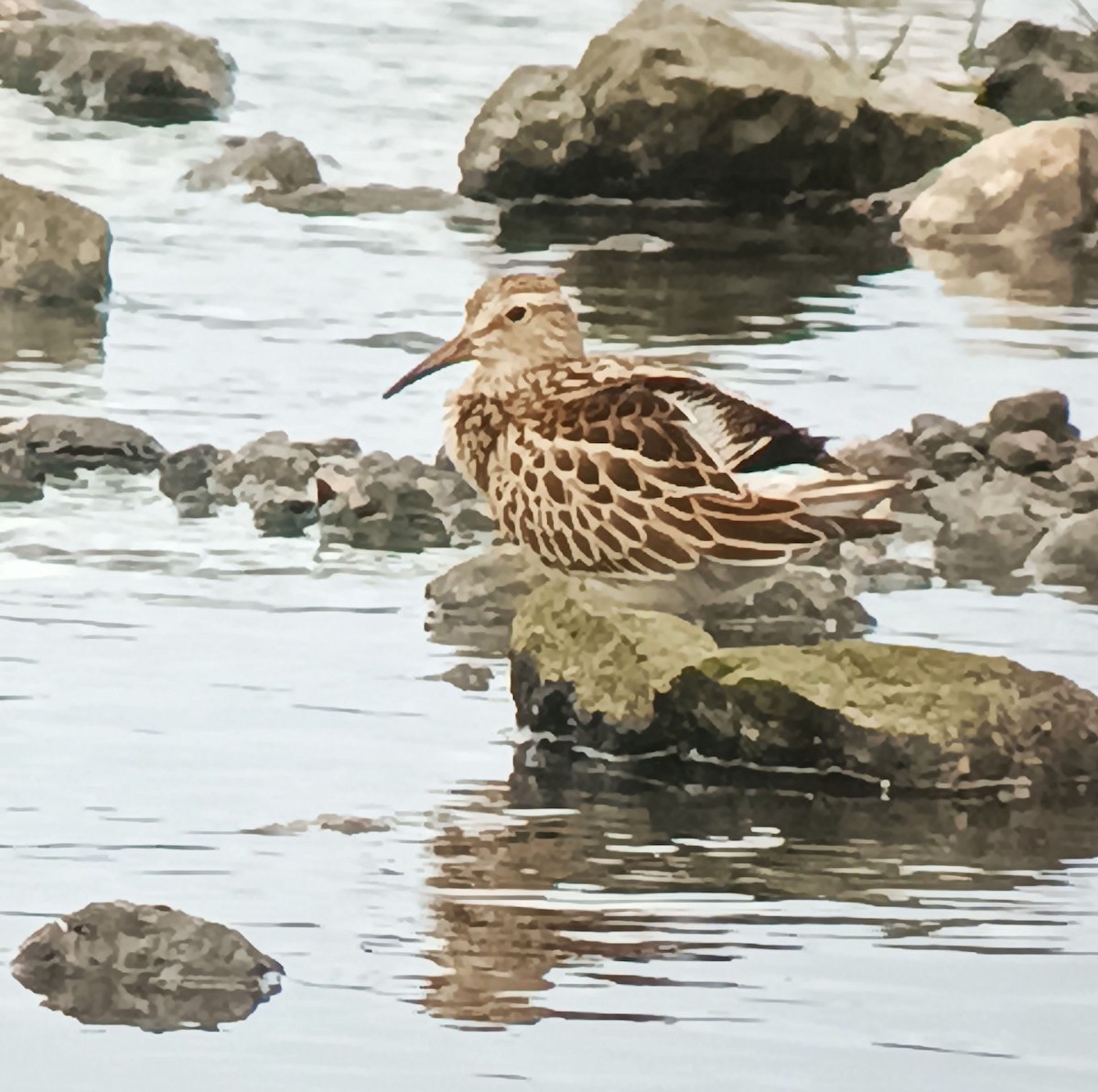 美洲尖尾濱鷸 - ML641069098