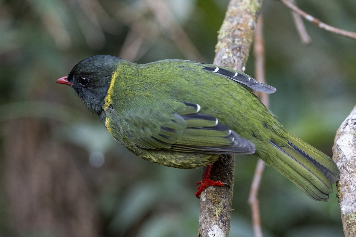 Cotinga vert et noir - ML641069101