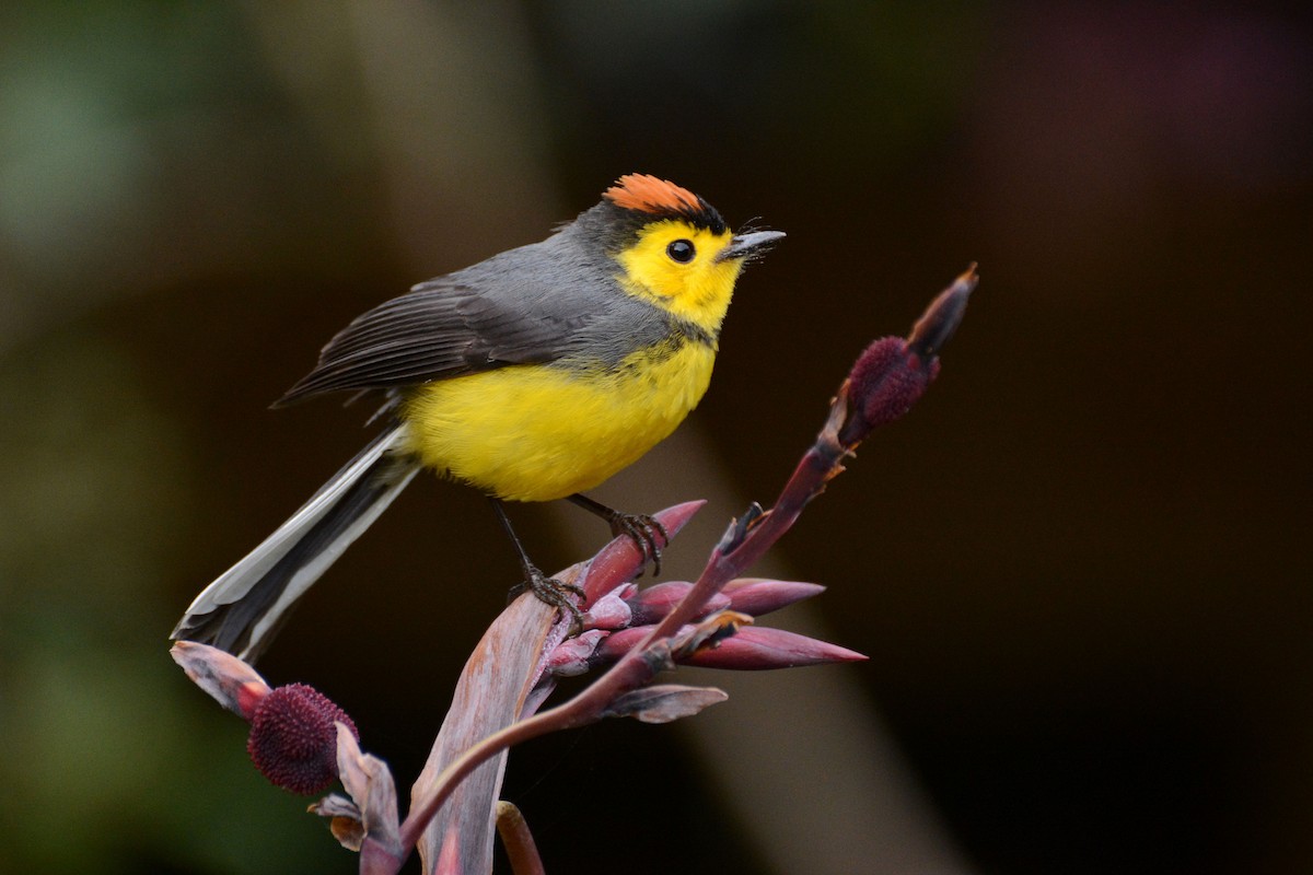 Collared Redstart - ML64106911