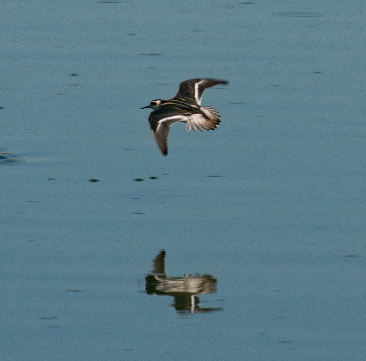 Red-necked Phalarope - ML641069118