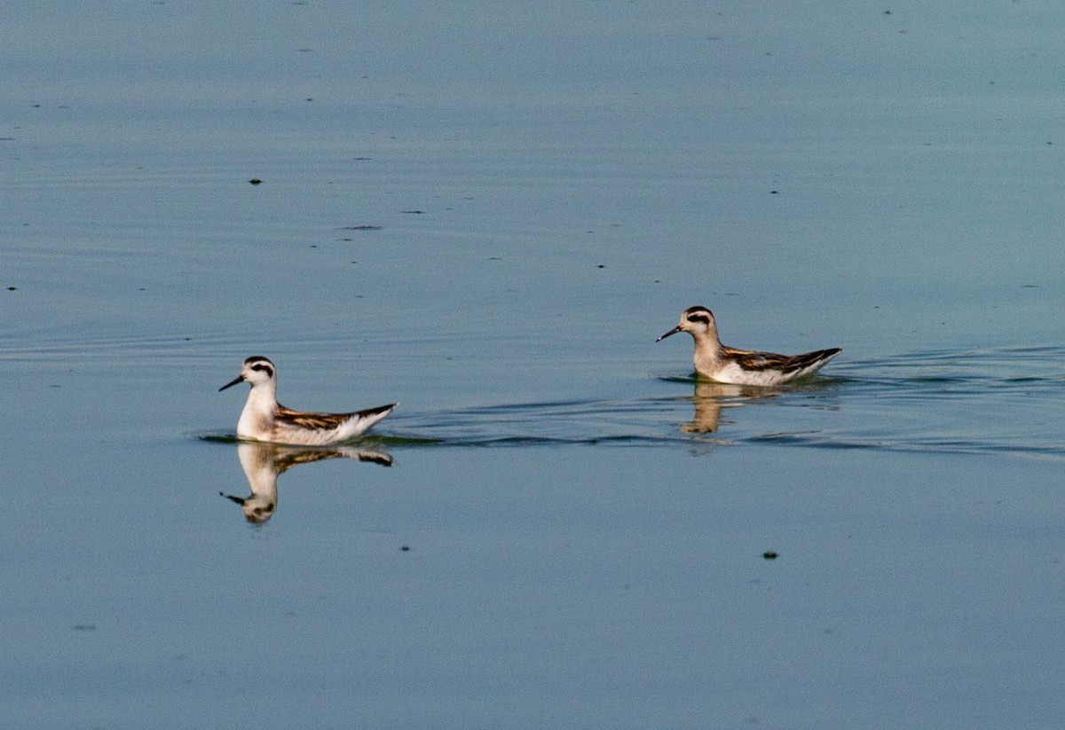 Red-necked Phalarope - ML641069119