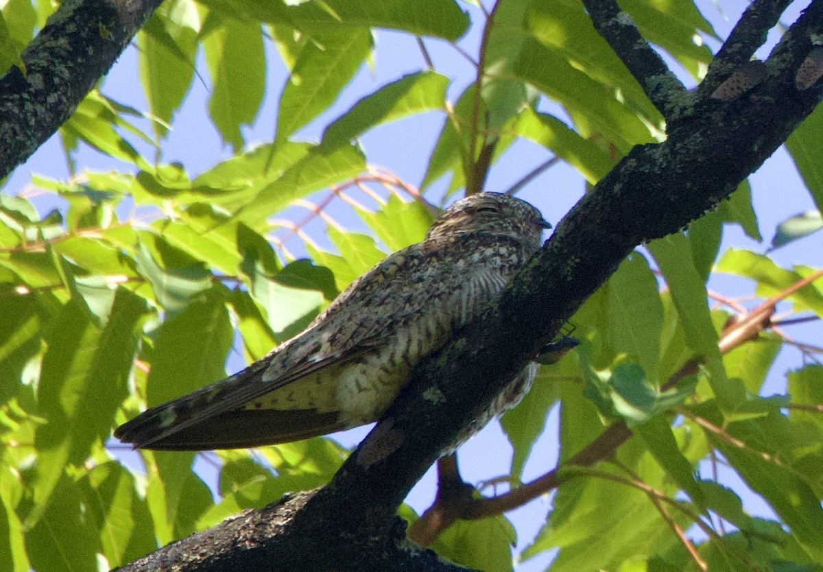 Common Nighthawk - ML641069147