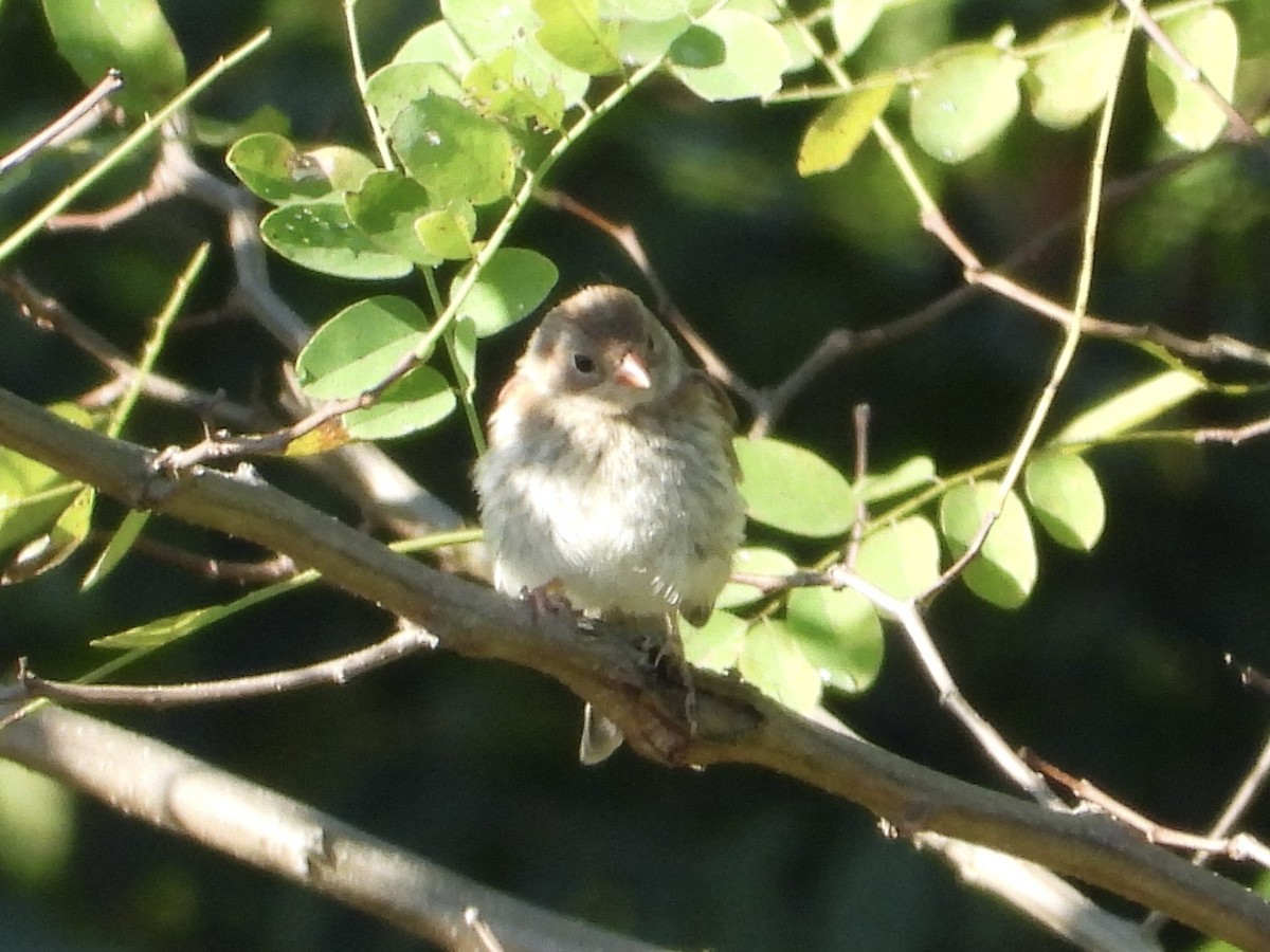 Field Sparrow - ML641069155