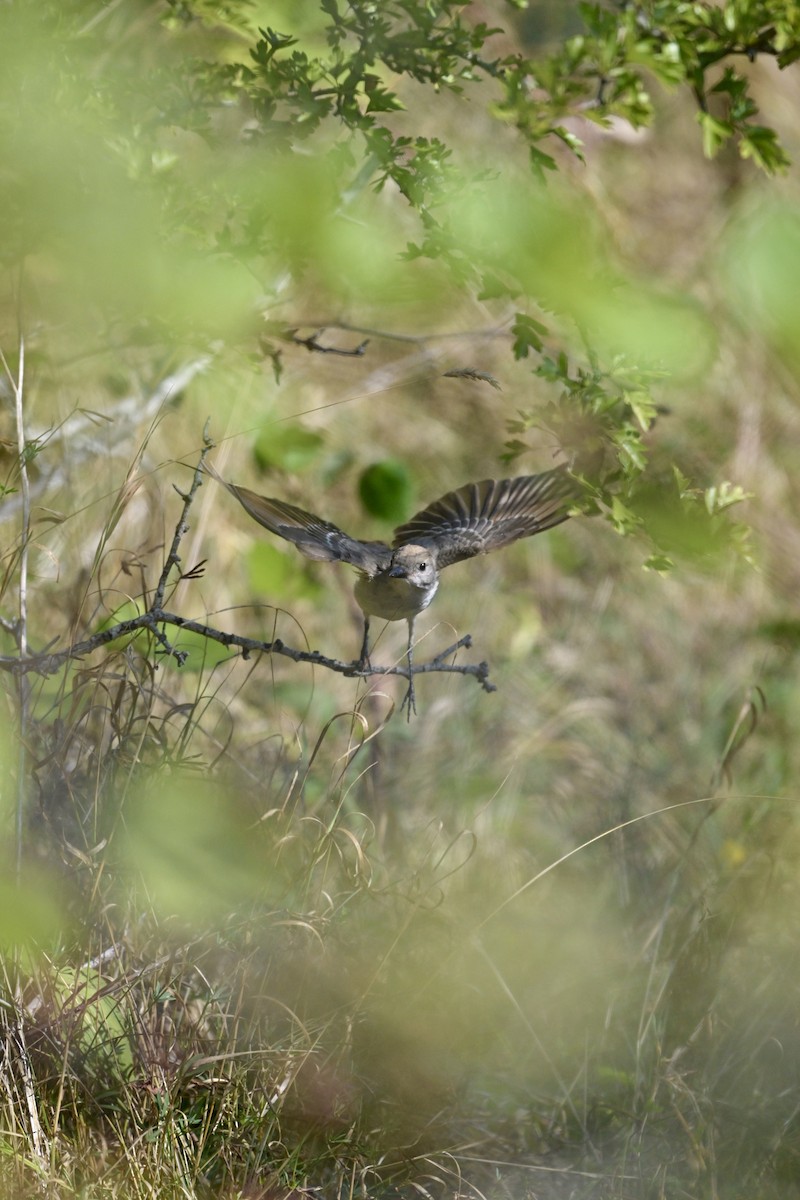 Ash-throated Flycatcher - ML641069184