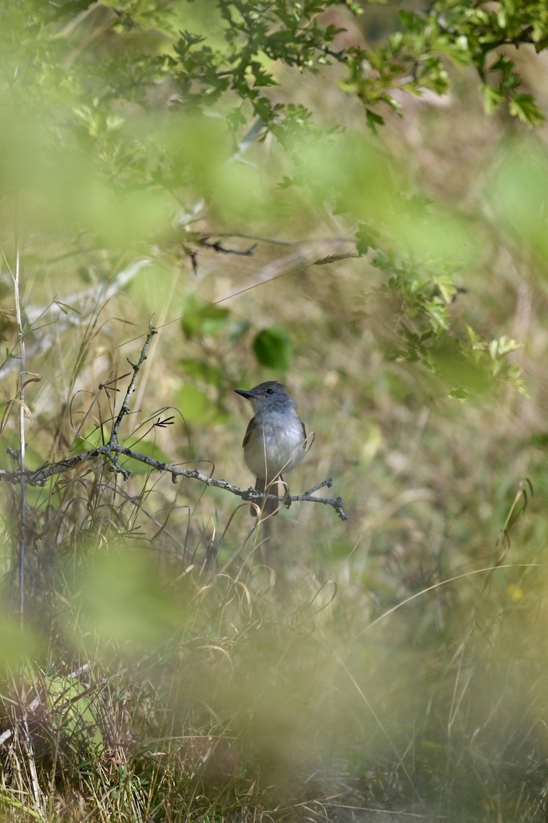 Ash-throated Flycatcher - ML641069185
