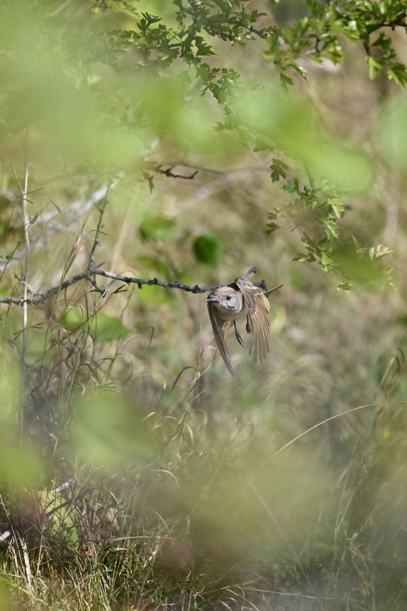 Ash-throated Flycatcher - ML641069186