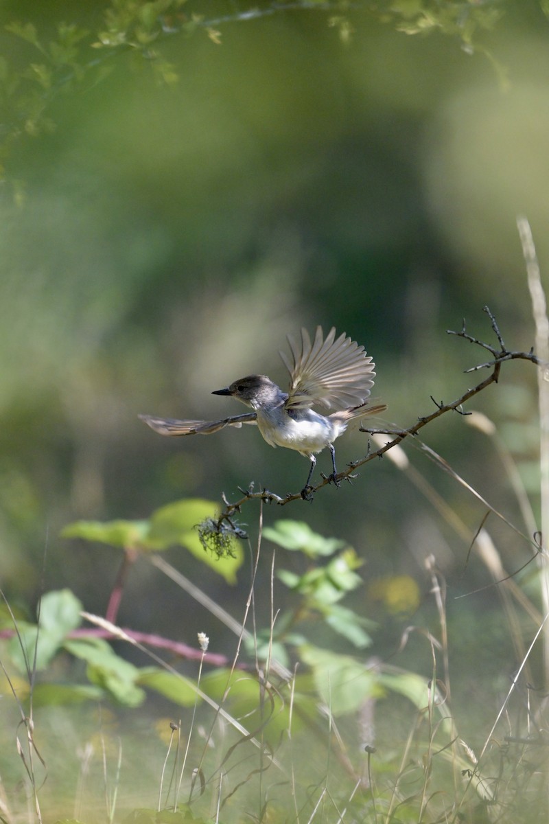 Ash-throated Flycatcher - ML641069188