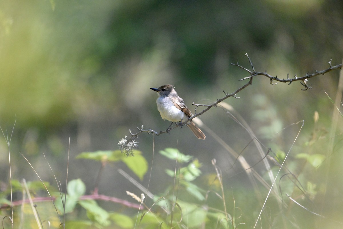 Ash-throated Flycatcher - ML641069190