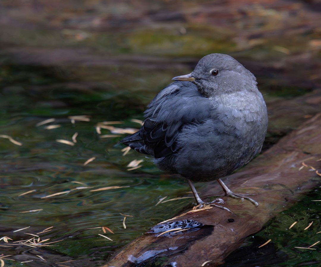 American Dipper - ML641069193